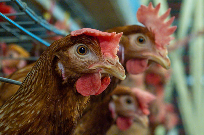 Macam-macam penyakit ayam wajib diketahui peternak pemula