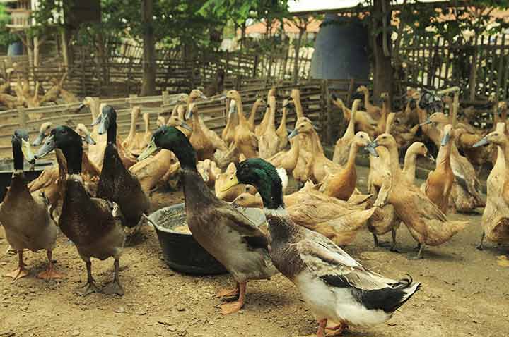 Bebek hibrida adalah salah satu dari macam macam bebek di Indonesia