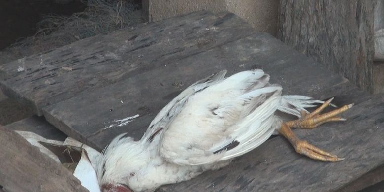 Salah satu contoh gejala akut necrotic rnteritis pada ayam adalah kematian