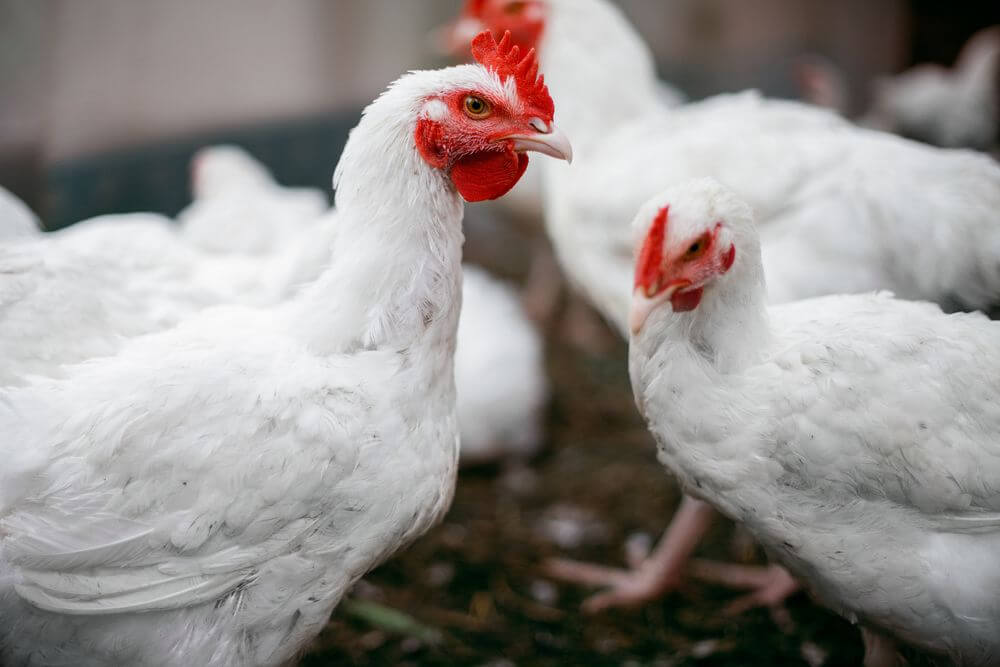 Rentan terhadap infeksi menjadi karakteristik ayam broiler