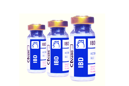 Vaksin IBD intermediete menjadi salah satu jenis vaksin ayam untuk penyakit gumboro