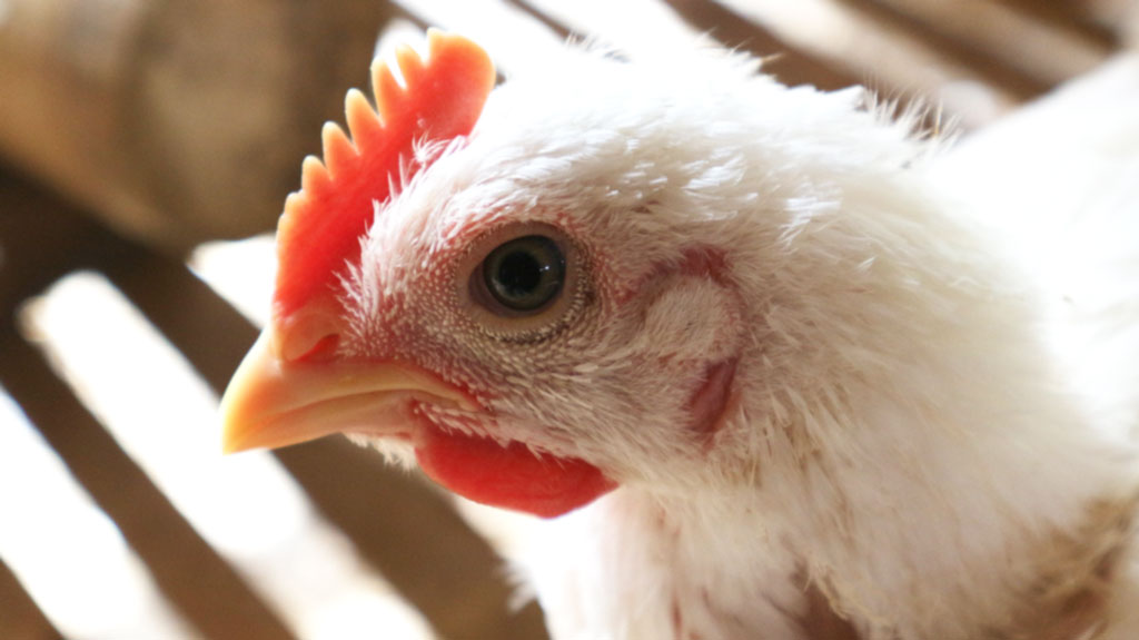 Karakteristik ayam broiler sehat memiliki mata dan bulu yang cerah