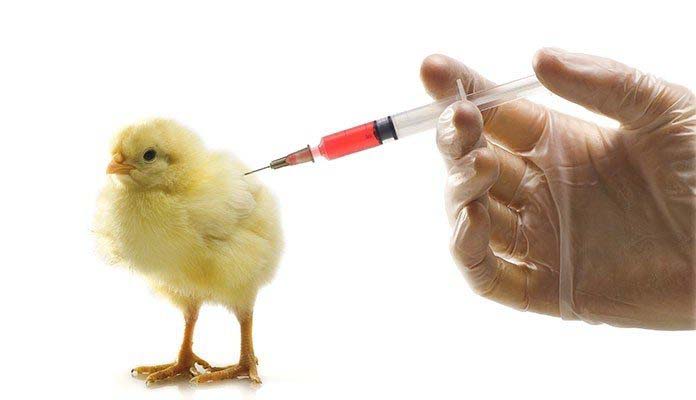 Jenis vaksin ayam bisa diberikan melalui injeksi atau suntik