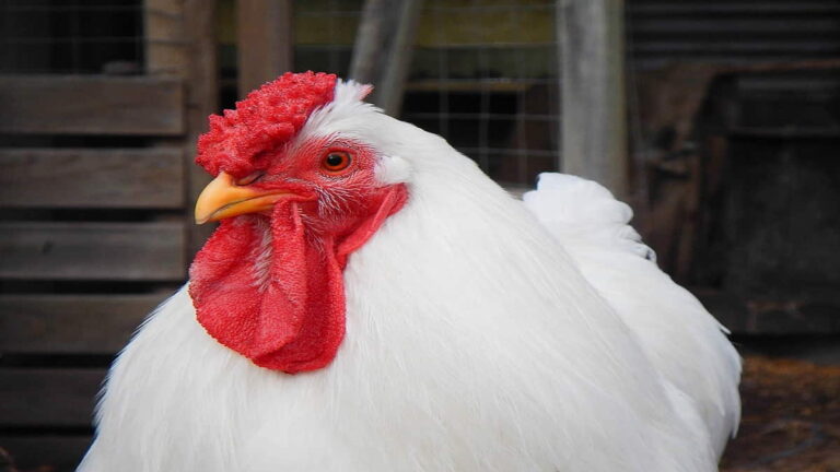 Ada beberapa karakteristik ayam broiler yang harus dipahami