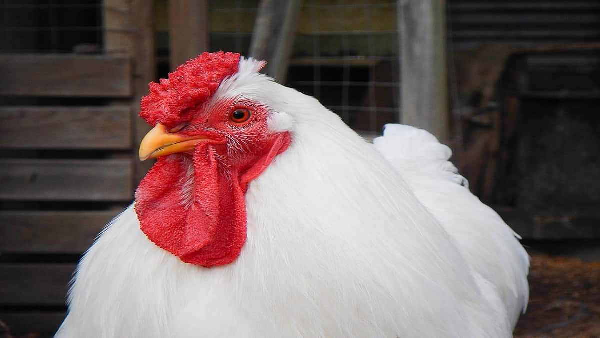 Ada beberapa karakteristik ayam broiler yang harus dipahami