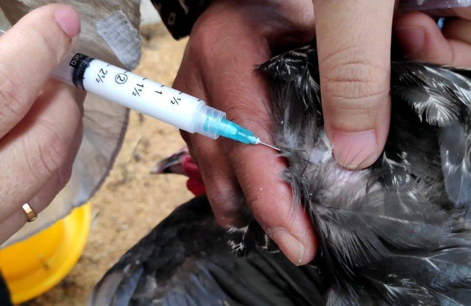 Banyak jenis vaksin ayam yang wajib diketahui peternak