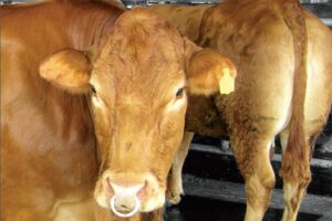 Cara membuat oralit untuk sapi penting dilakukan untuk mengatasi diare