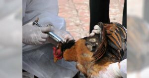 Ada beberapa gejala penyakit tetelo pada ayam yang wajib diketahui