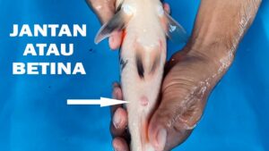 Perbedaan ikan koki jantan dan betina bisa diamati dari bentuk penampakan anus ikan