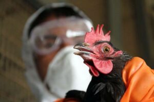 Ada beberapa penyebab penyakit tetelo pada ayam