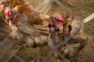 Ada beberapa solusi pengobatan penyakit tetelo pada ayam