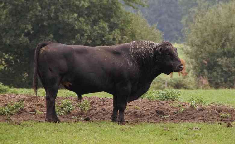 Bentuk tubuh sapi angus yang besar