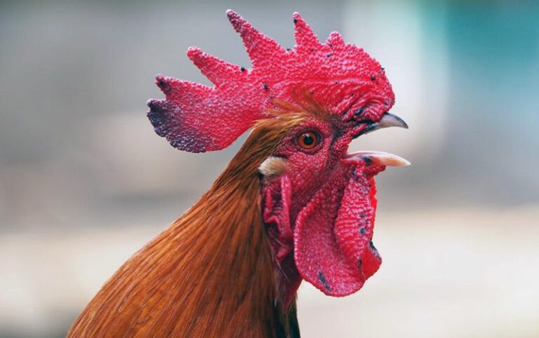 Penyakit tetelo pada ayam penting diketahui peternak ayam