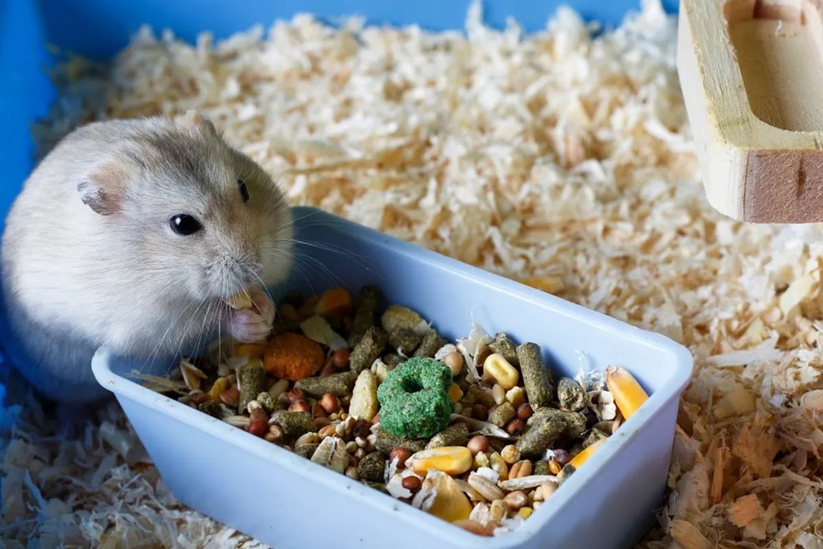 Cegah Hamster Makan Anaknya Sendiri