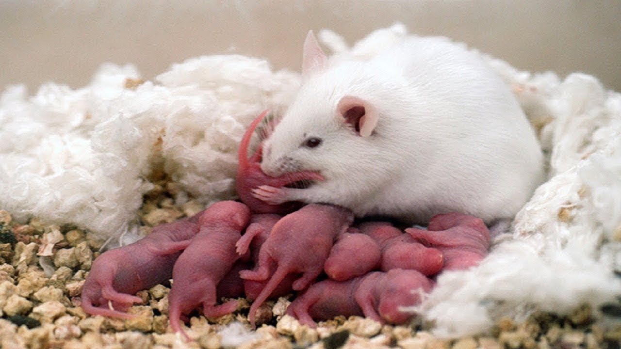 Cegah Hamster Makan Anaknya Sendiri