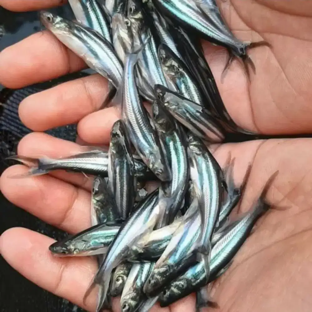 Cara Ternak Ikan Patin di Kolam Terpal, Siap-siap Jadi Juragan