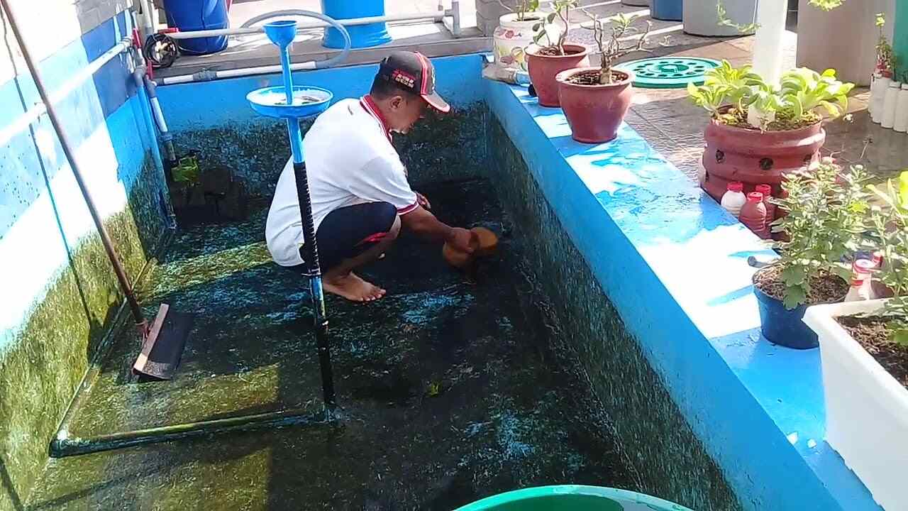 Cara Budidaya Ikan Lele untuk Pemula di Kolam Terpal