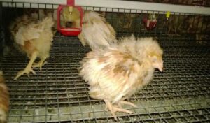 Ada beberapa gejala penyakit gumboro pada ayam