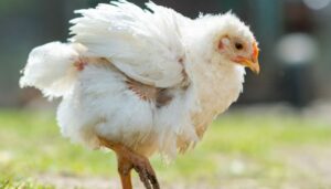 Arti fowl typhoid dan gejalanya pada ayam