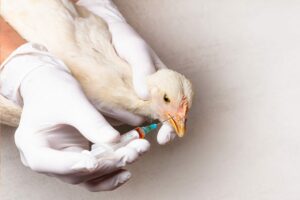 Cara mengobati penyakit gumboro pada ayam sangat mudah