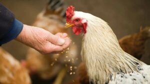Cara ternak ayam potong dengan memberikan vitamin dan vaksinasi