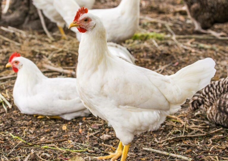 Banyak manfaat ayam broiler untuk kesehatan tubuh