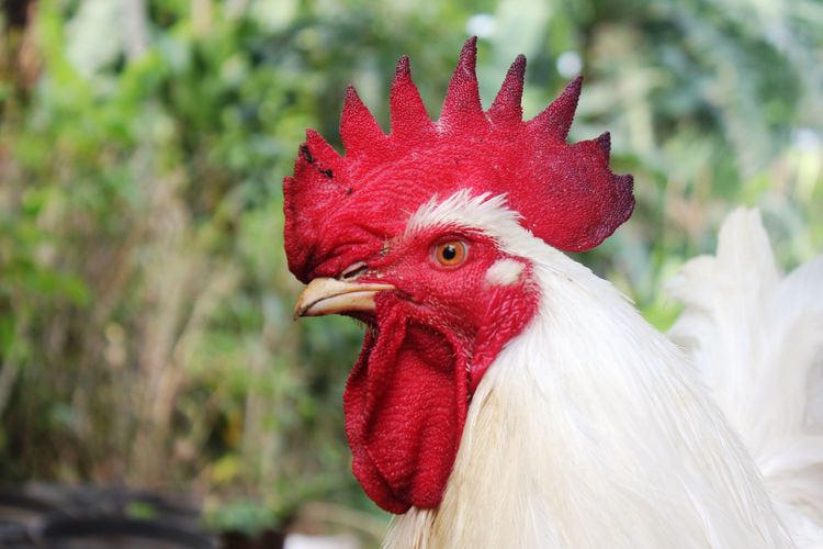 Ada beberapa cara ternak ayam potong yang wajib diketahui pemula