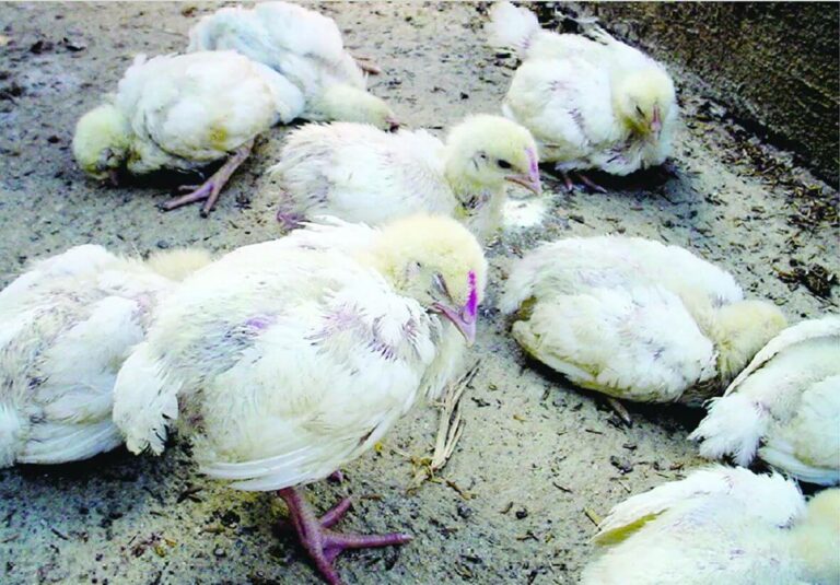 Penyakit gumboro pada ayam harus diwaspadai