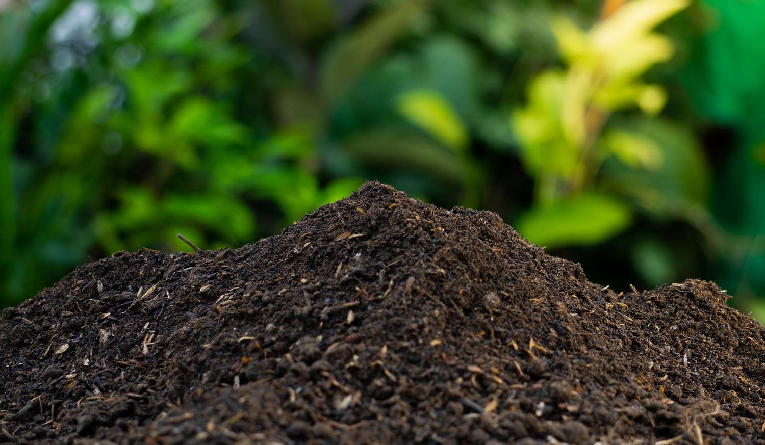 Cara Membuat Pupuk Kompos dari Kotoran Sapi