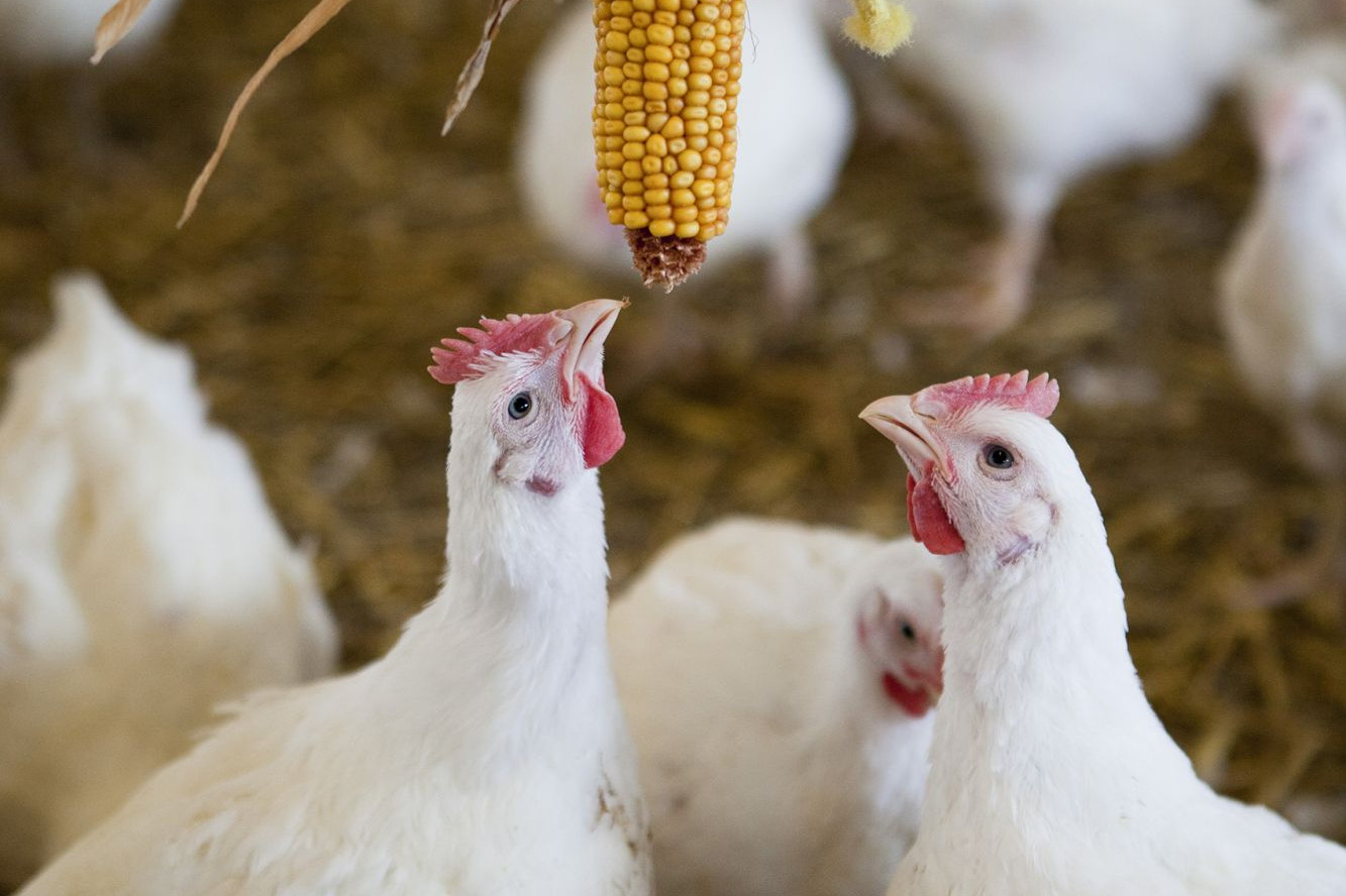 6 Rekomendasi Pakan Ternak Ayam Supaya Cepat Gemuk