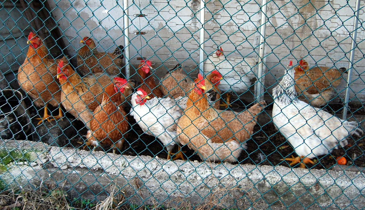 Kandang Ternak Ayam Rumahan Bebas Bau