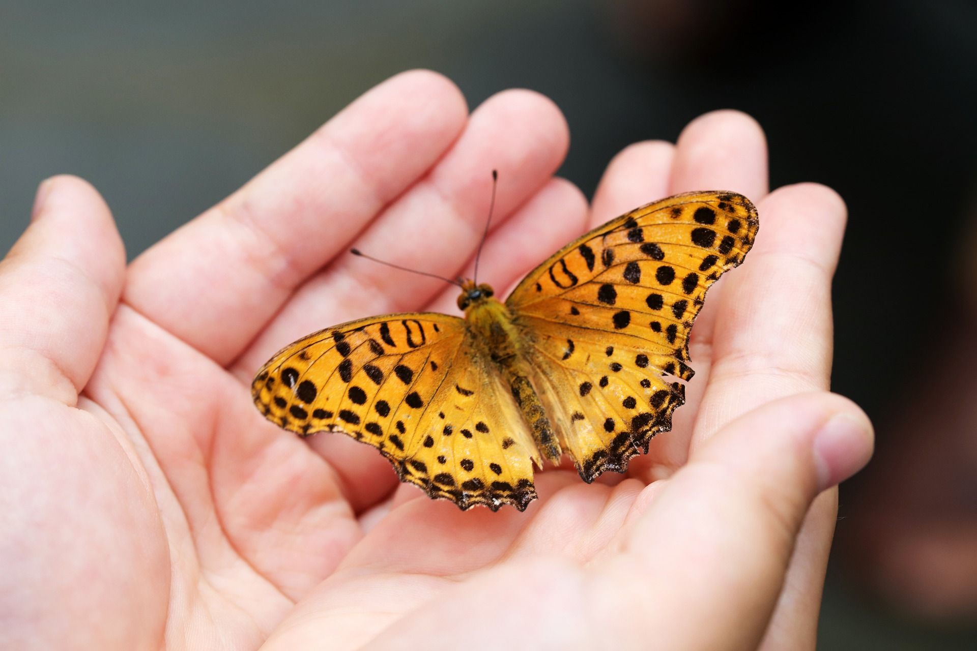 Budidaya Kupu-kupu sebagai Alternatif Bisnis Menjanjikan