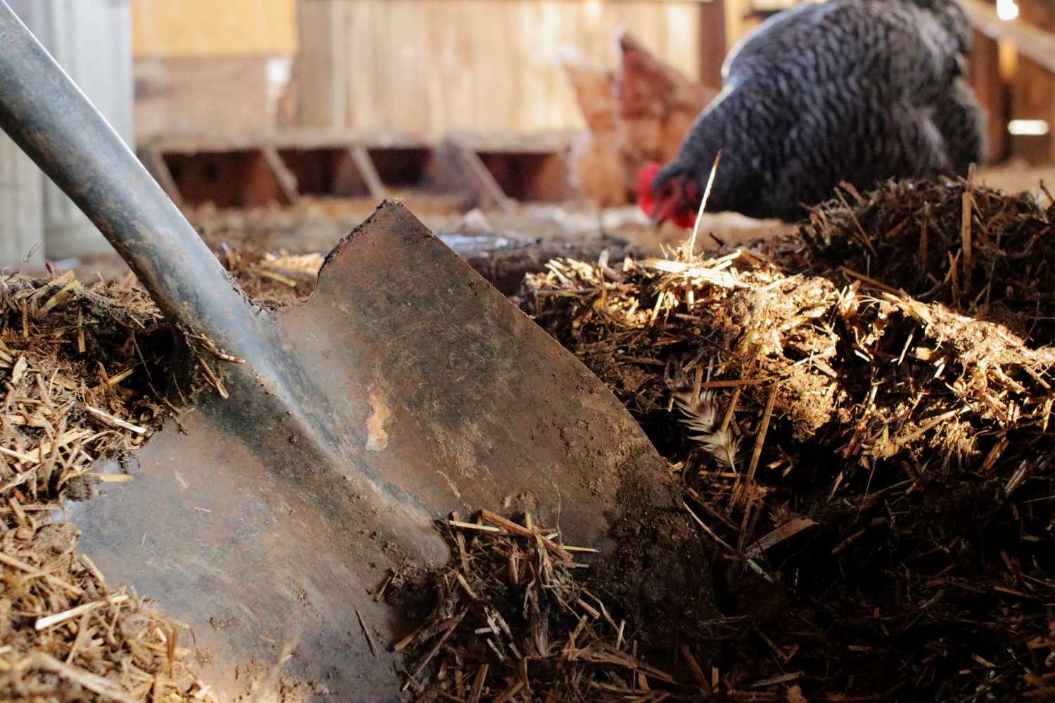 Kandang Ternak Ayam Rumahan Bebas Bau