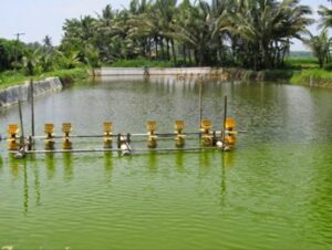 Cara membuat air tambak berwarna hijau kecoklatan diawali dengan mengetahui warna-warna air kolam tambak