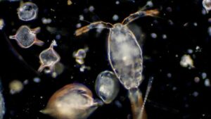 Plankton adalah pakan udang windu yang alami