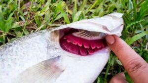 Insang merah adalah penyakit ikan hias yang disebabkan oleh keracunan nitrat.