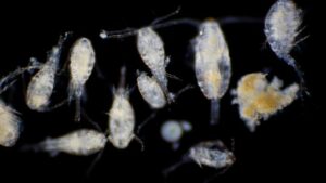 Plankton dan fitoplankton bisa jadi pilihan pakan ikan nila protein tinggi terbaik