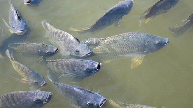 Banyak jenis pakan ikan nila protein tinggi yang bisa dicoba