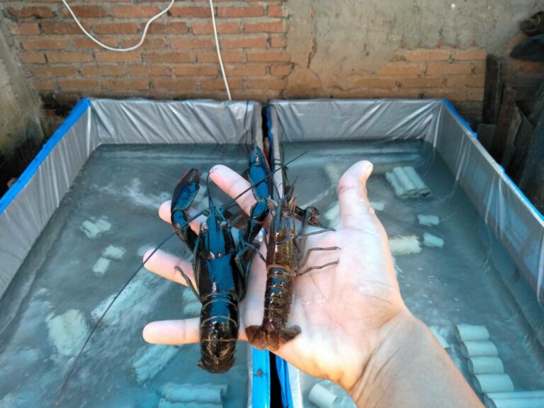 Budidaya lobster air tawar di kolam terpal sangat mudah dilakukan pemula