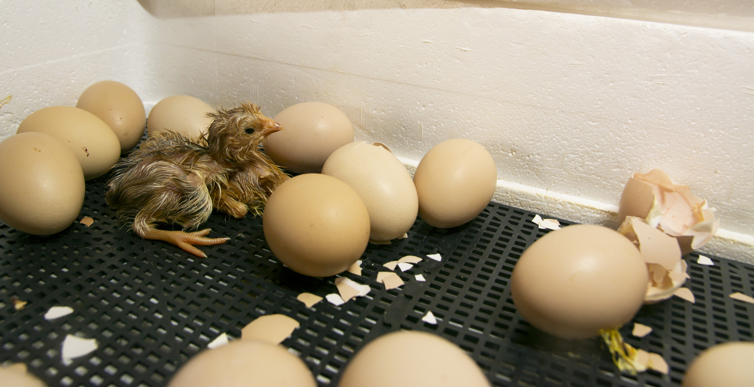 Mesin Penetas Telur Ayam Efektif Tingkatkan Hasil Budidaya