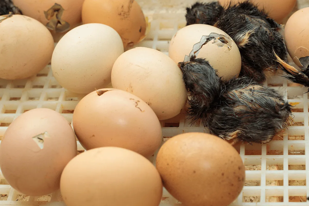 Perbandingan Berapa Lama Telur Ayam Menetas dengan Manual dan Mesin