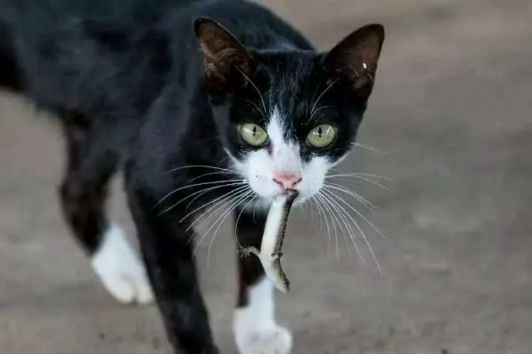 Apakah Boleh Kucing Makan Cicak