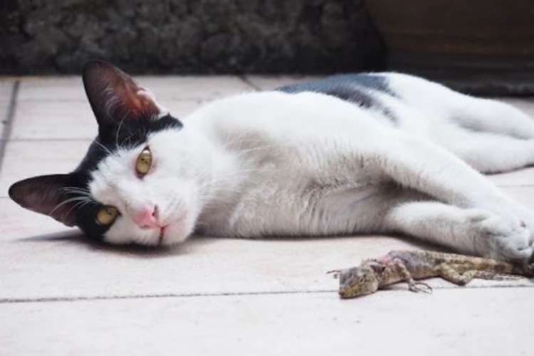 Bagaimana Jika Kucing Muntah Setelah Makan Cicak