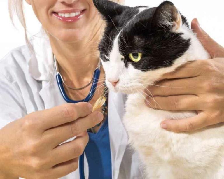 Cara Memberikan Obat Cacing Pada Kucing