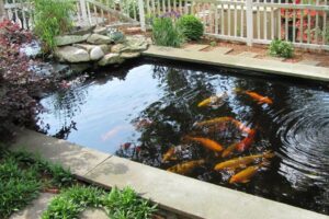 Bentuk dan ukuran penting diperhatikan saat melakukan cara membuat kolam ikan sederhana di depan rumah