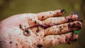 Cacing tanah adalah pakan channa limbata yang mudah ditemukan