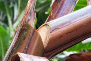 Batang pisang ternyata bisa menjadi pakan alami ikan lele dari tumbuhan
