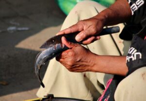 Pemotongan ikan lele penting dilakukan saat panen lele