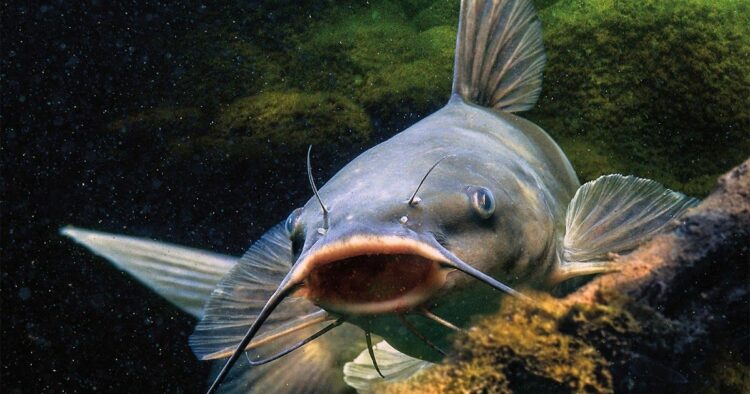 Banyak jenis pakan alami ikan lele dari tumbuhan