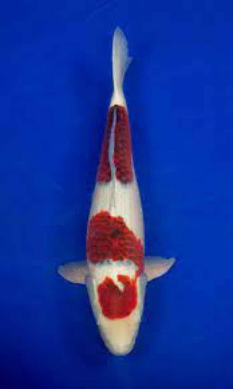 Ikan Koi Geromo